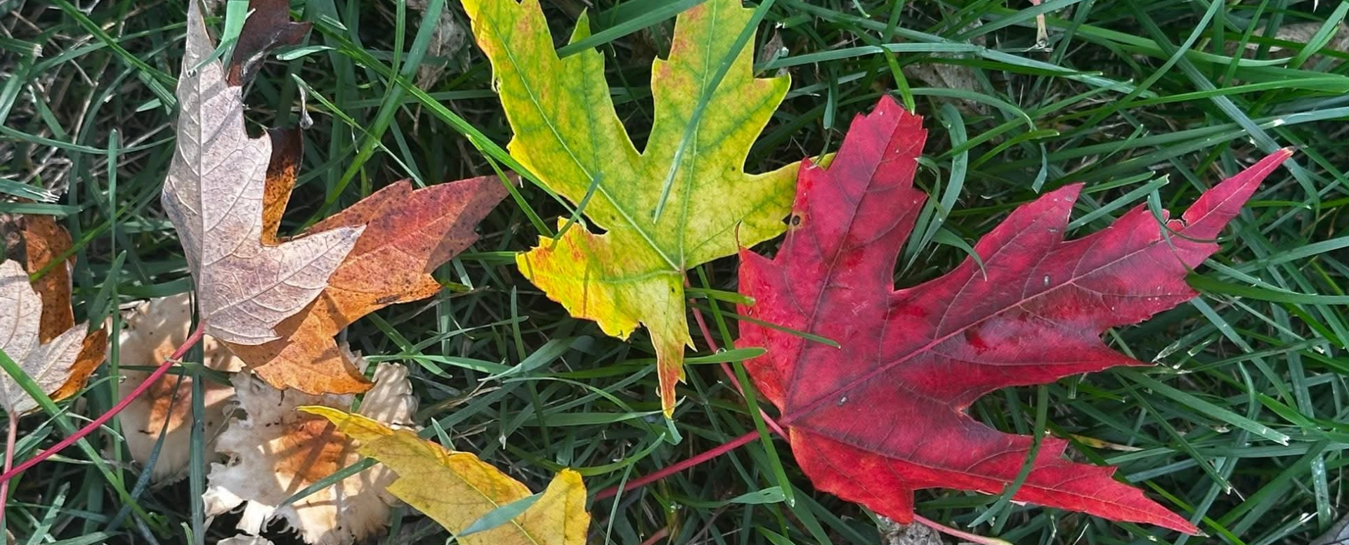Badger Creek Fall 