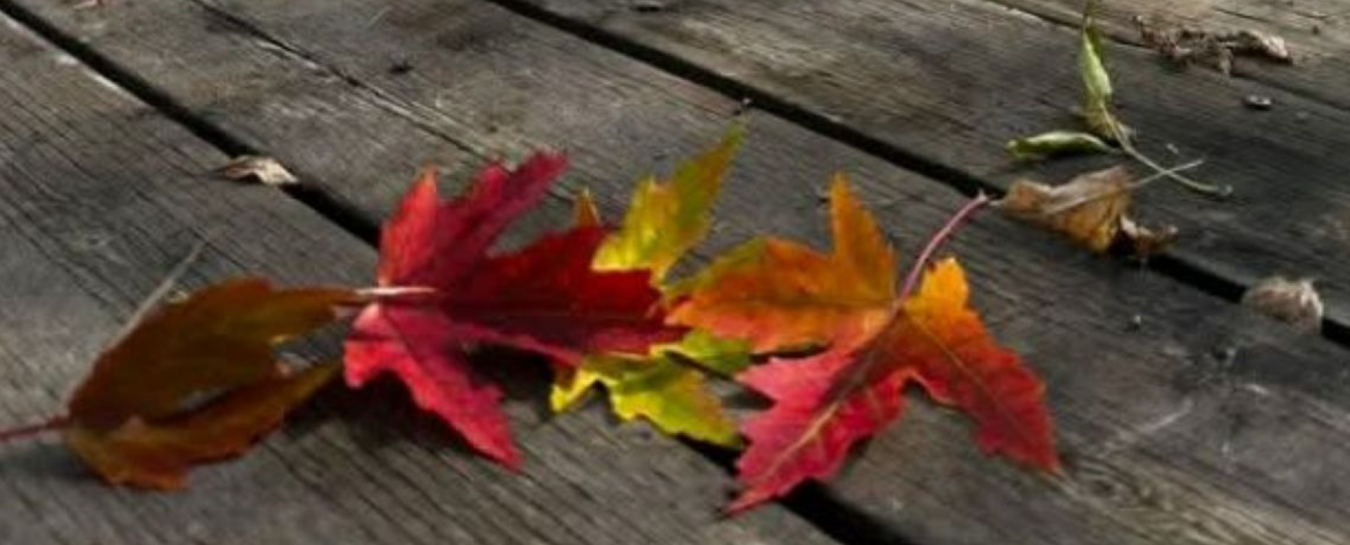 Fall at Badger Creek
